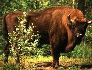 bison.jpg